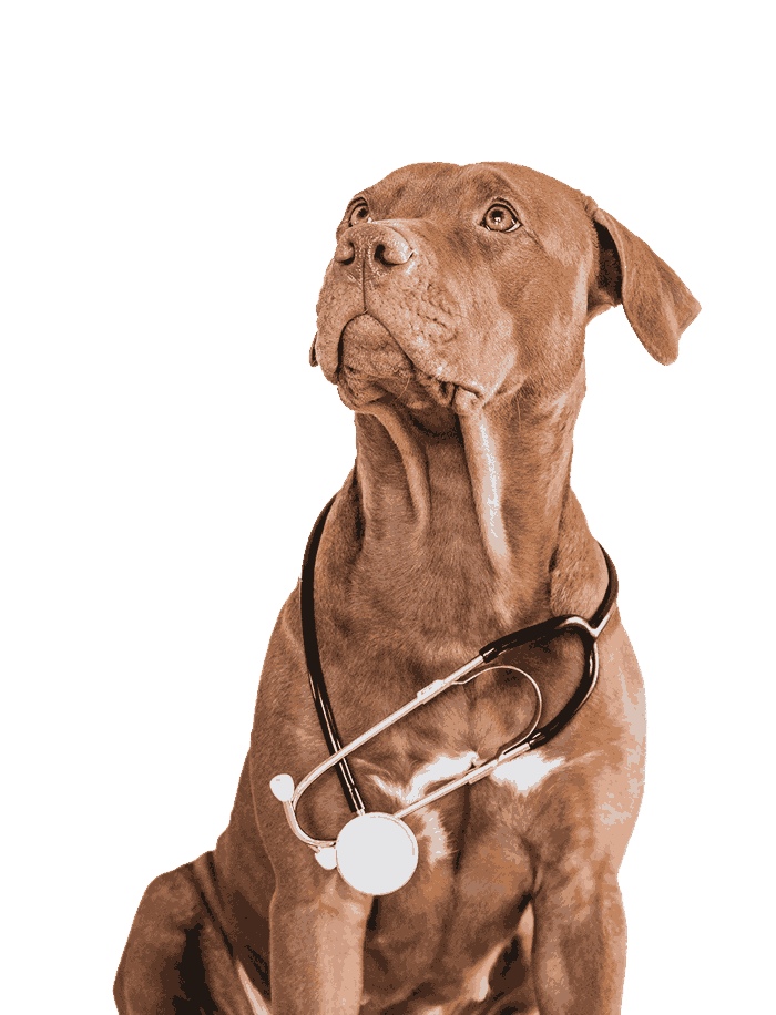 Dog with Stethoscope